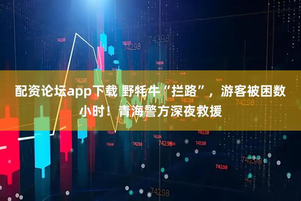 配资论坛app下载 野牦牛“拦路”，游客被困数小时！青海警方深夜救援